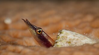 ภาพ ปลา zingaro (Lucayablennius zingaro)