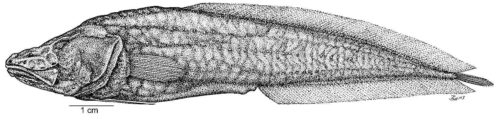 ภาพ ปลา lucayana (Lucifuga lucayana)