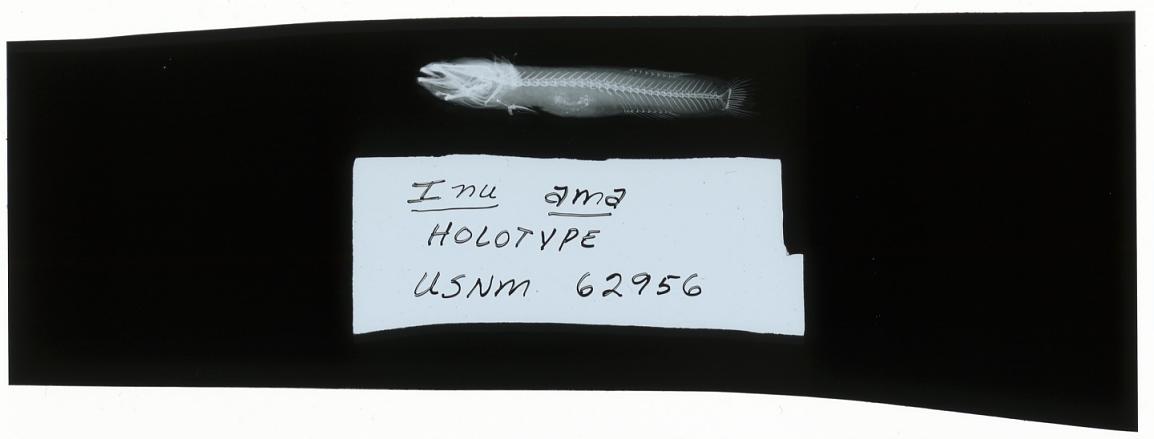 ภาพ ปลาบู่ ama (Luciogobius ama)