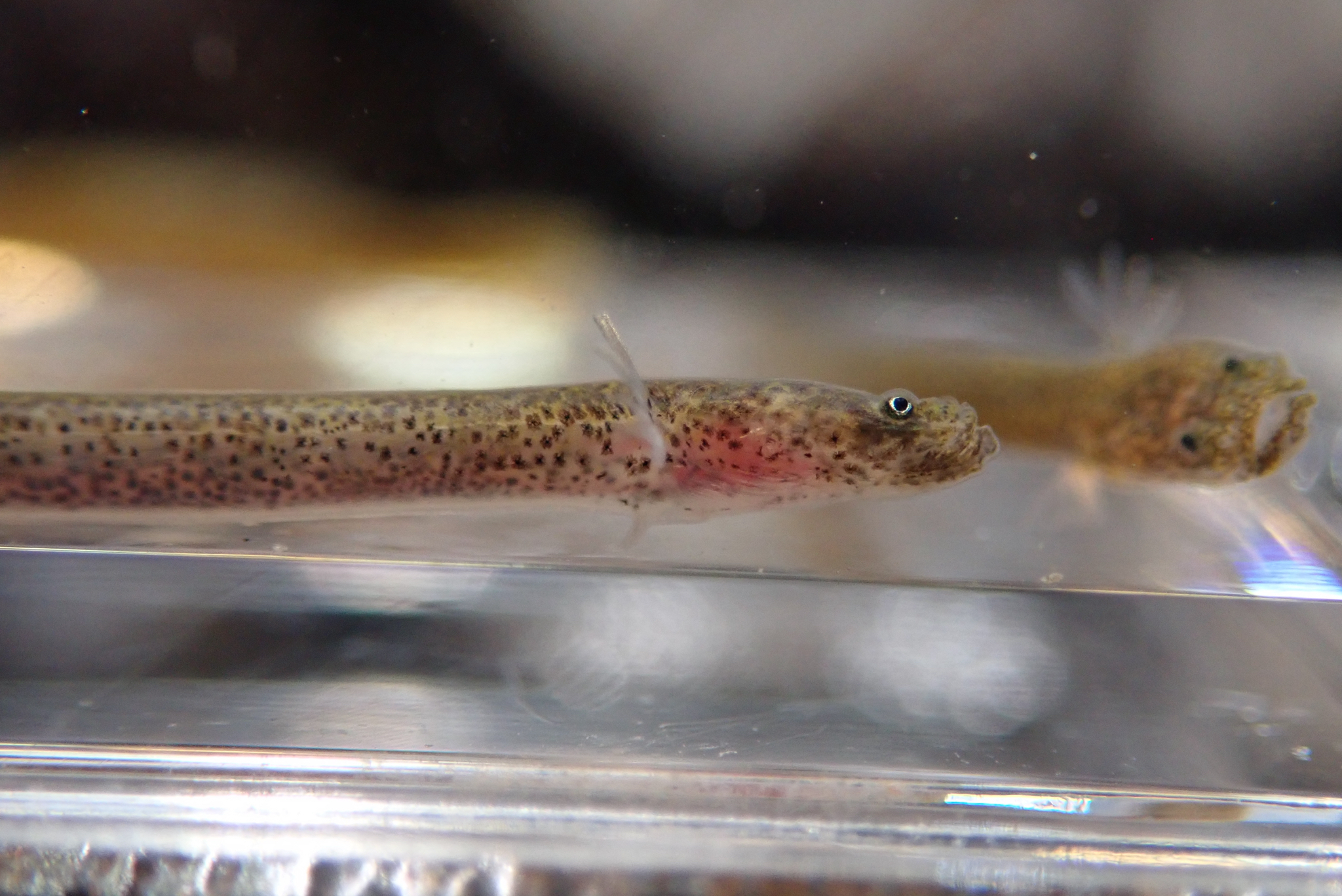 ภาพ ปลาบู่บู่ (Luciogobius elongatus)