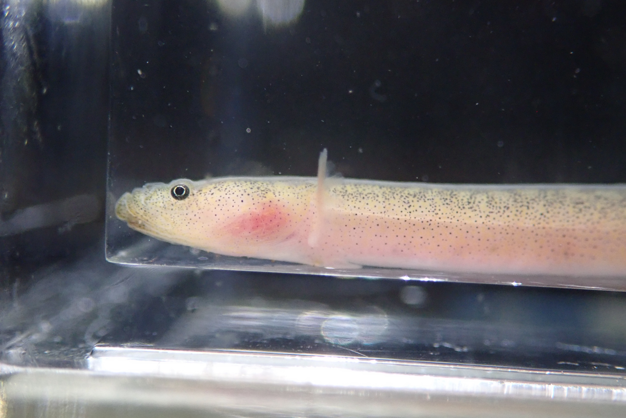ภาพ ปลาบู่ grandis (Luciogobius grandis)
