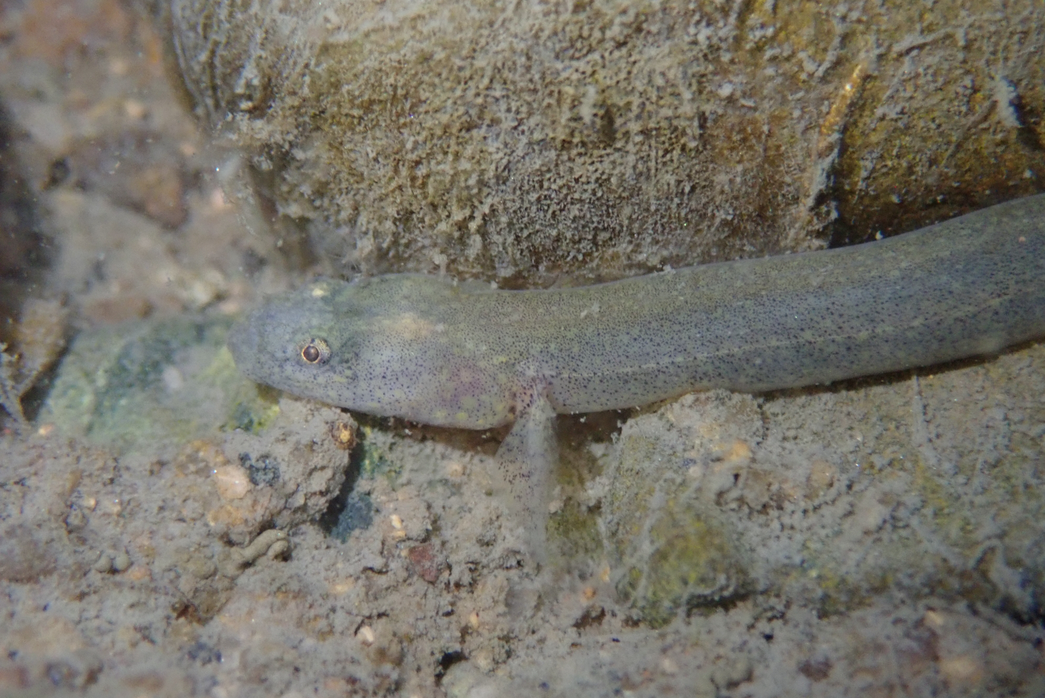 ภาพ ปลาบู่บู่ (Luciogobius guttatus)