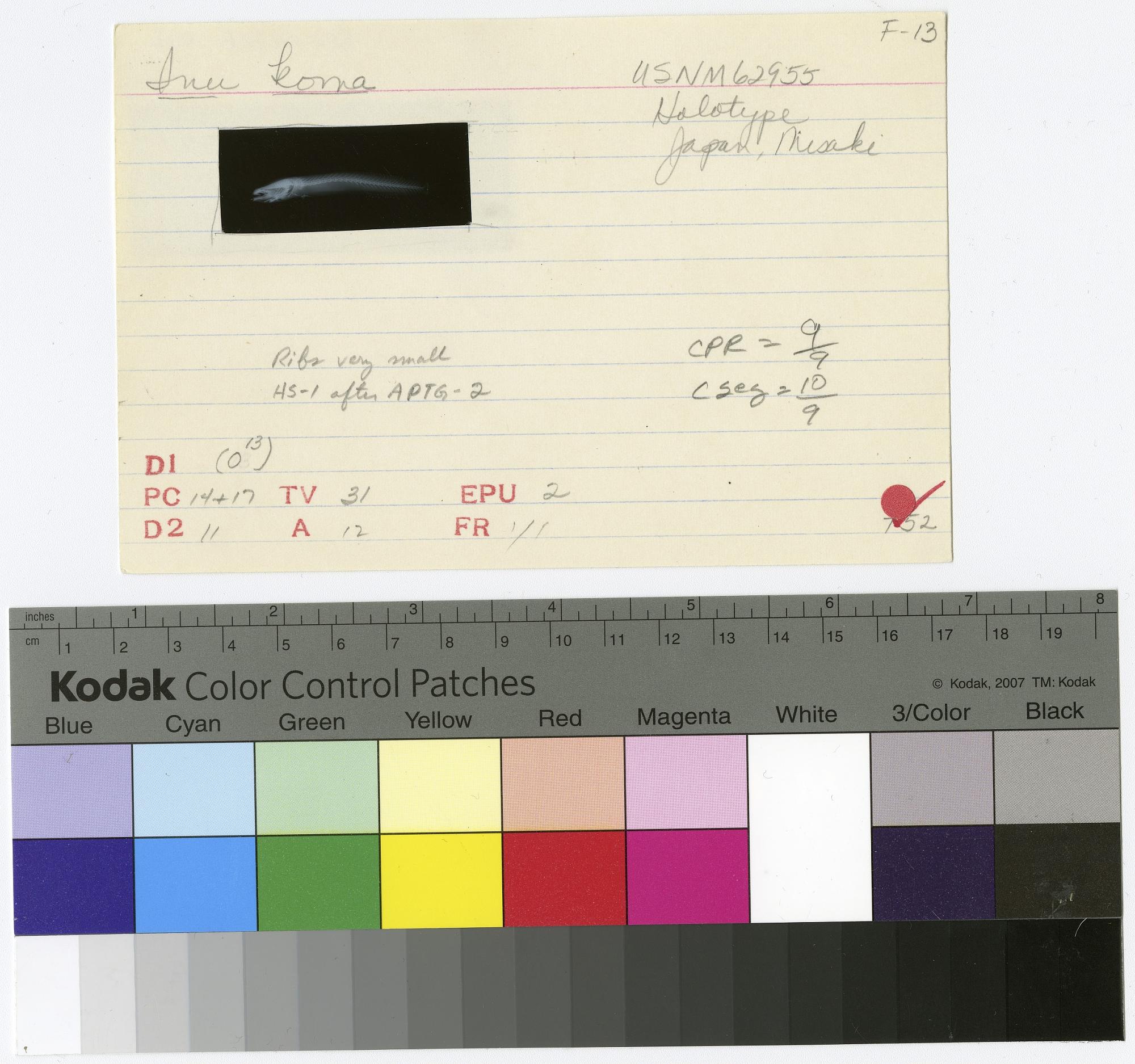 ภาพ ปลาบู่ koma (Luciogobius koma)