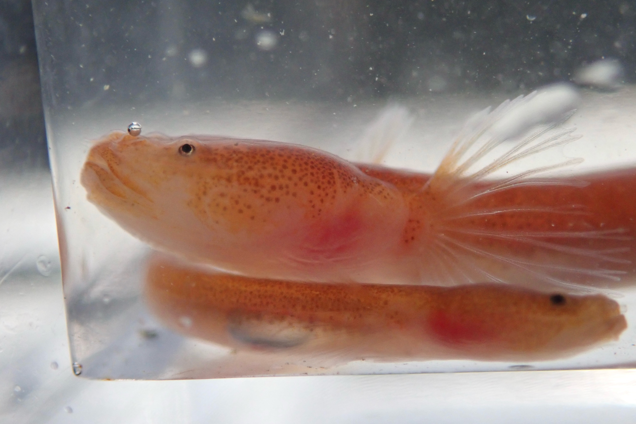 ภาพ ปลาบู่บู่ (Luciogobius pallidus)
