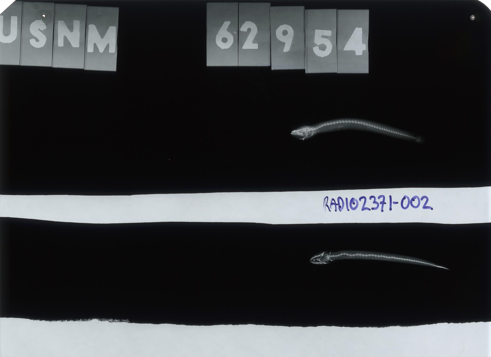ภาพ ปลาบู่ parvulus (Luciogobius parvulus)