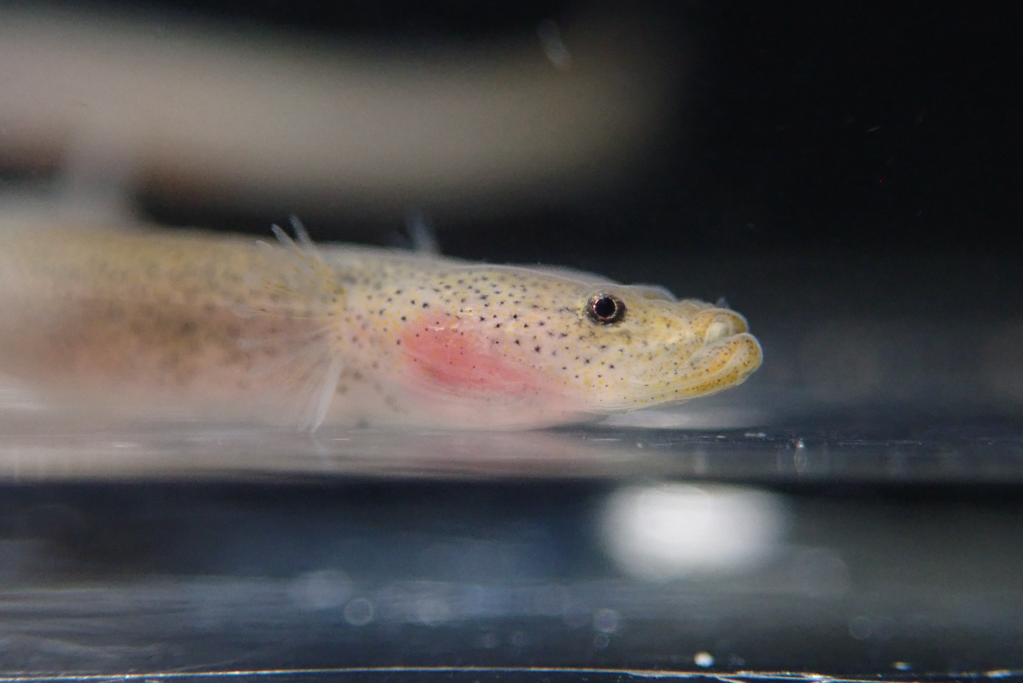 ภาพ ปลาบู่ platycephalus (Luciogobius platycephalus)