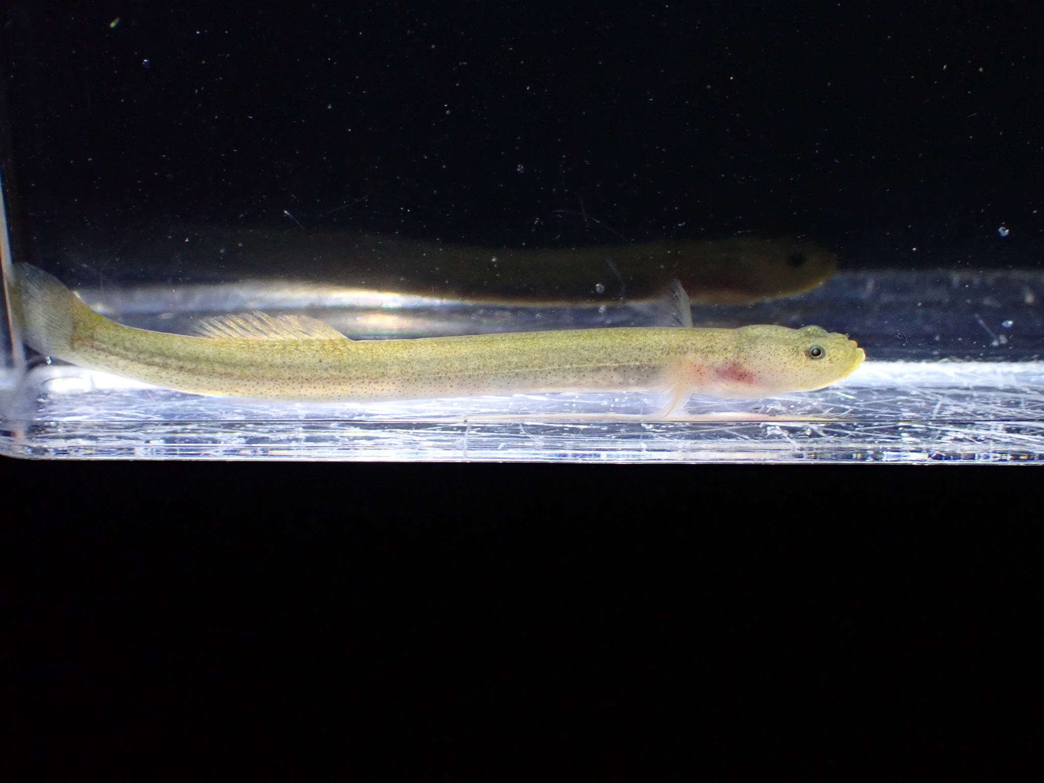 ภาพ ปลาบู่ ryukyuensis (Luciogobius ryukyuensis)
