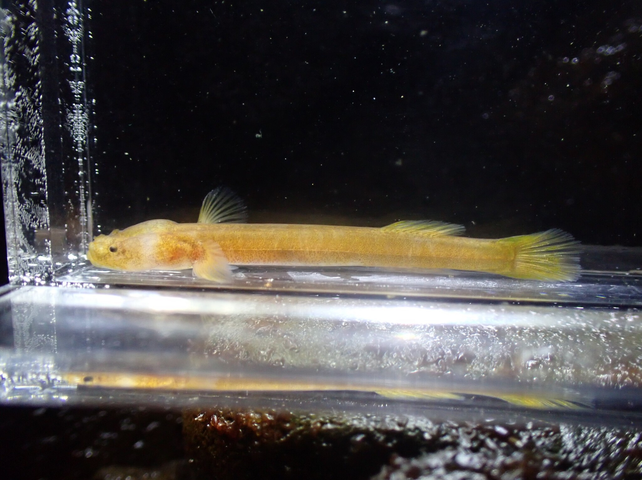 ภาพ ปลาบู่ yubai (Luciogobius yubai)