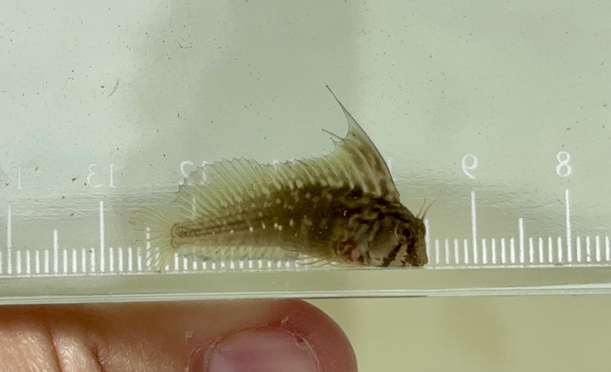 ภาพ ปลาตั๊กแตนหินตั๊กแตนหิน (Lupinoblennius nicholsi)