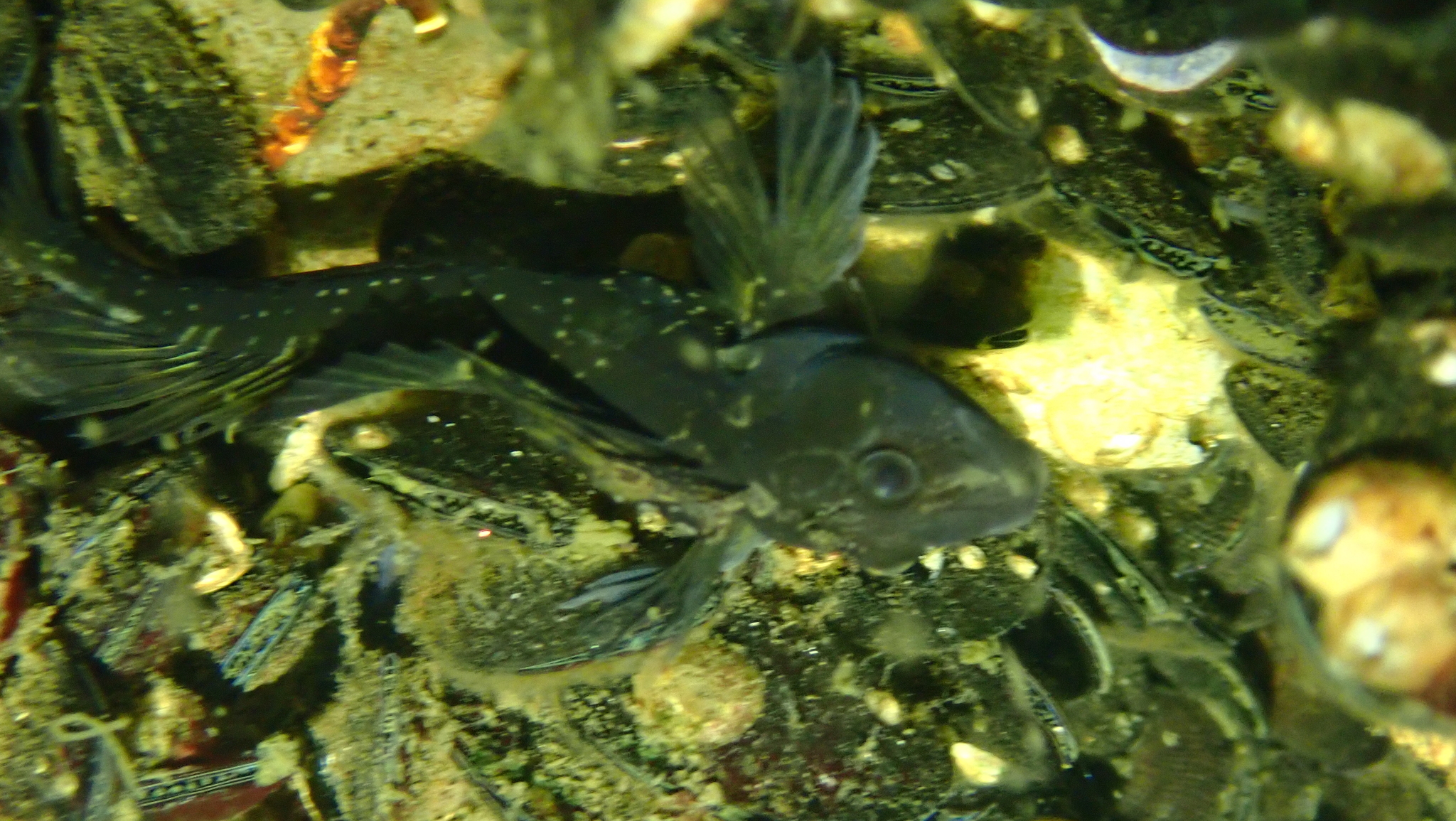 ภาพ ปลาตั๊กแตนหินตั๊กแตนหิน (Lupinoblennius paivai)