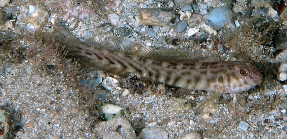 ภาพ ปลาตั๊กแตนหินแอตแลนติกป่าชายเลนตั๊กแตนหิน (Lupinoblennius vinctus)