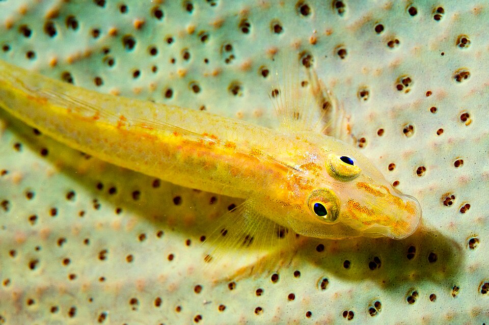 ภาพ ปลาบู่บู่ (Luposicya lupus)