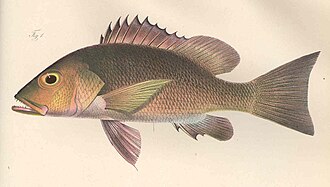 ภาพ ปลา agennes (Lutjanus agennes)