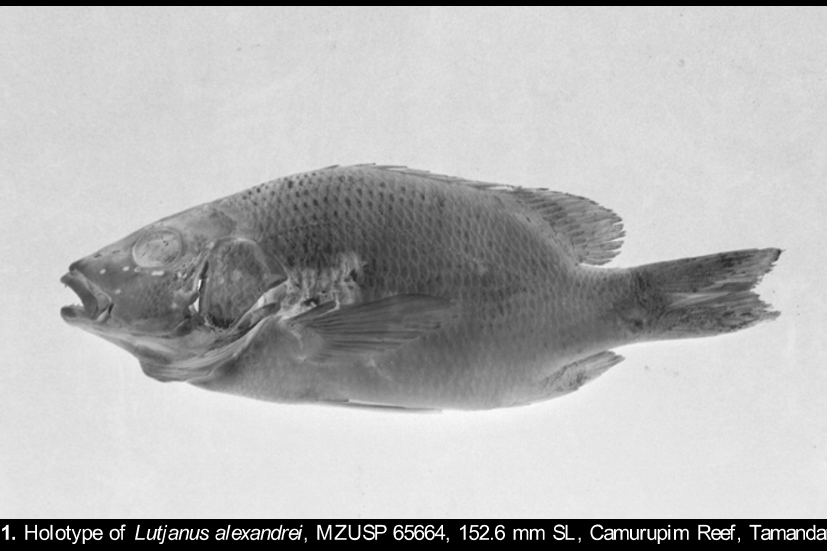 ภาพ ปลา alexandrei (Lutjanus alexandrei)