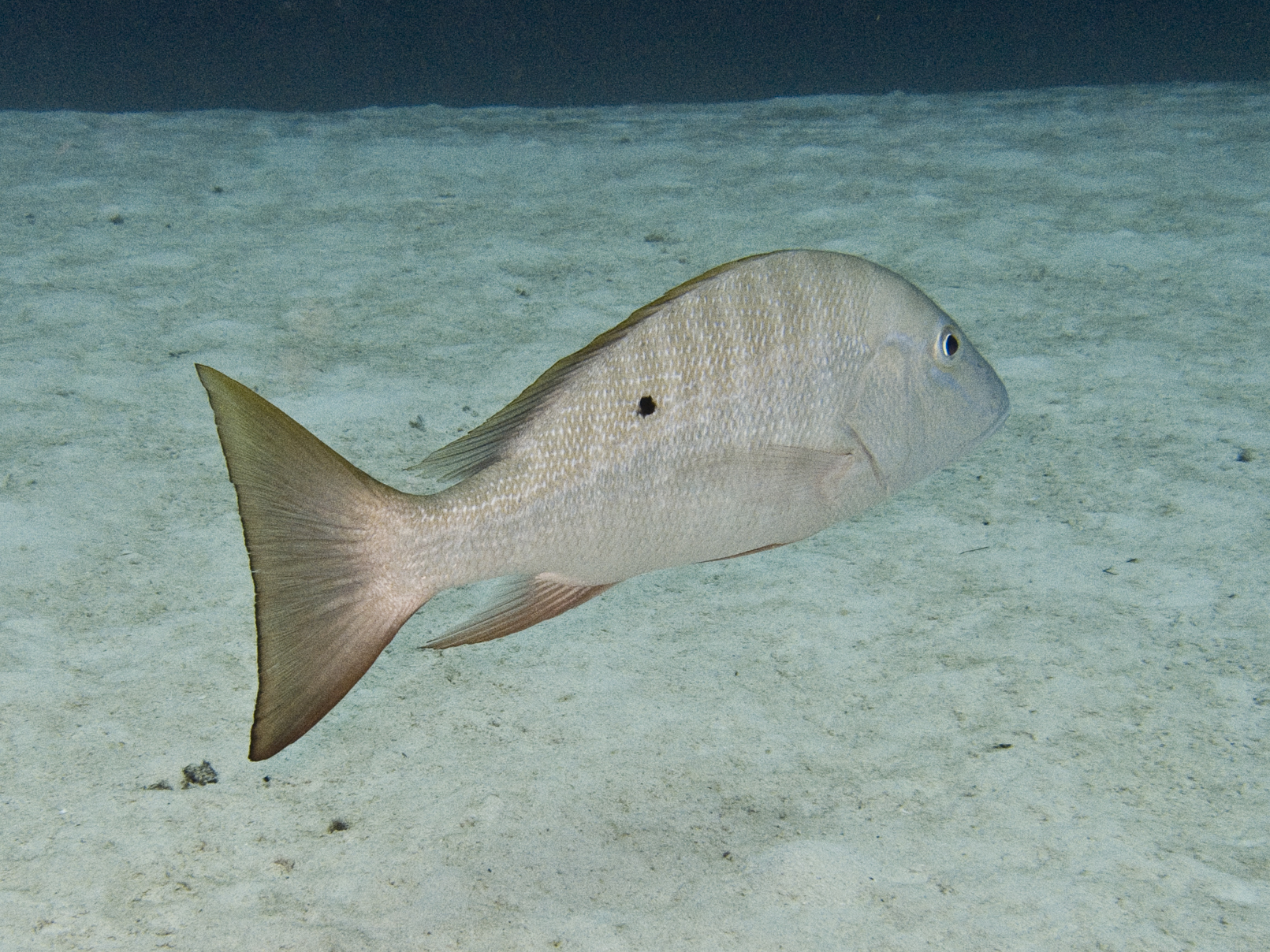 ภาพ ปลา analis (Lutjanus analis)