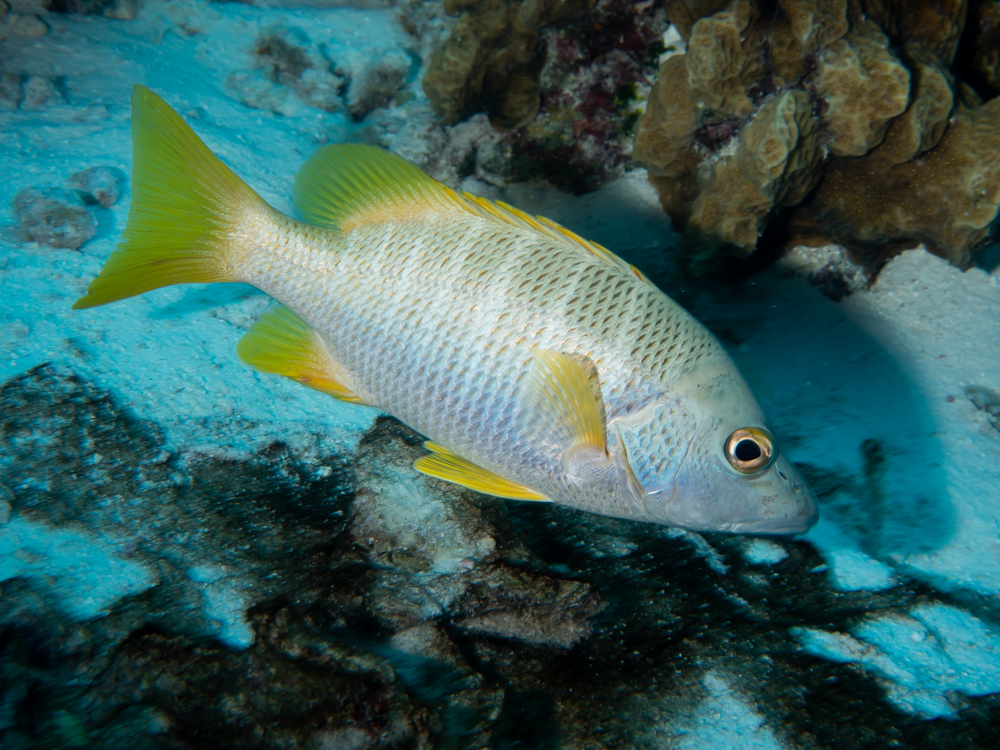 ภาพ ปลา apodus (Lutjanus apodus)