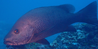 ภาพ ปลา argentimaculatus (Lutjanus argentimaculatus)