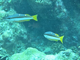 ภาพ ปลา biguttatus (Lutjanus biguttatus)