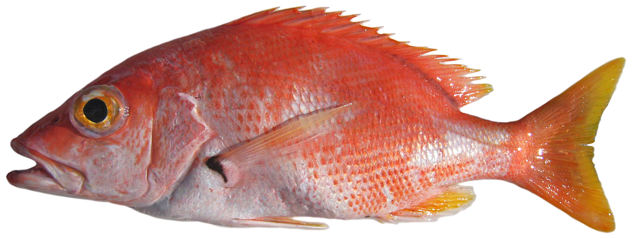 ภาพ ปลา buccanella (Lutjanus buccanella)