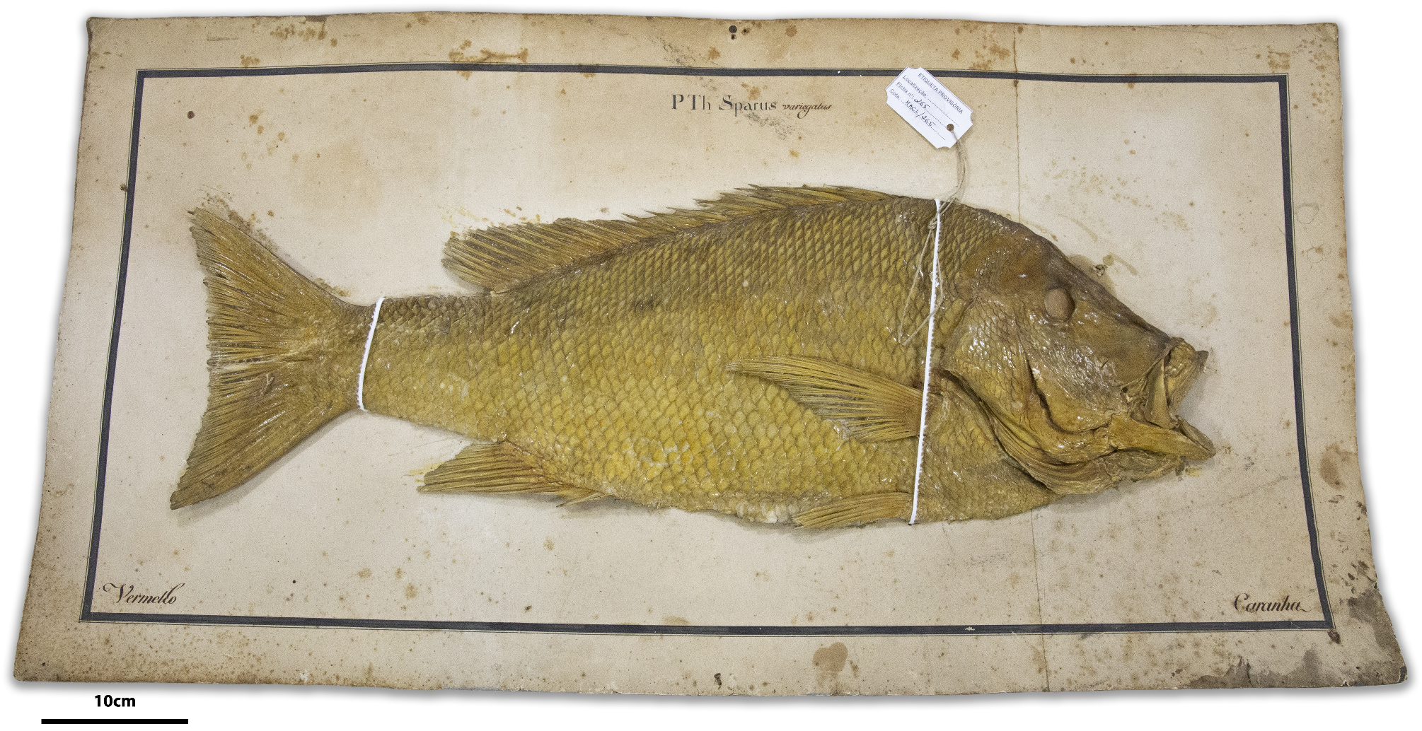 ภาพ ปลา campechanus (Lutjanus campechanus)