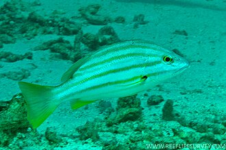 ภาพ ปลา carponotatus (Lutjanus carponotatus)