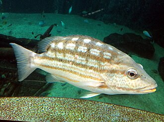 ภาพ ปลา decussatus (Lutjanus decussatus)