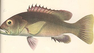 ภาพ ปลา dentatus (Lutjanus dentatus)