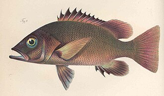 ภาพ ปลา endecacanthus (Lutjanus endecacanthus)