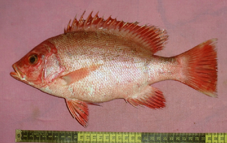 ภาพ ปลา erythropterus (Lutjanus erythropterus)