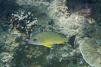 ภาพ ปลา fulvus (Lutjanus fulvus)