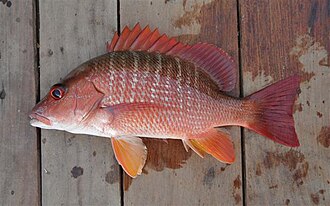 ภาพ ปลา goreensis (Lutjanus goreensis)