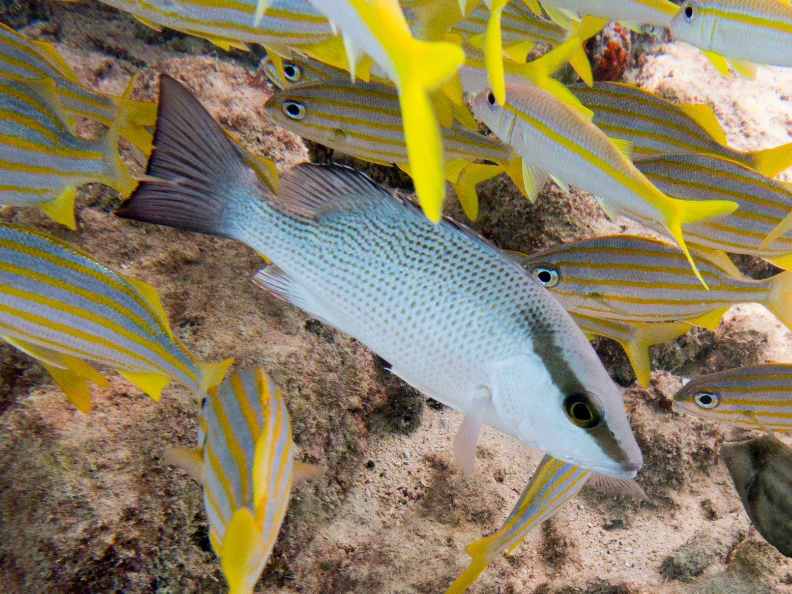 ภาพ ปลา griseus (Lutjanus griseus)