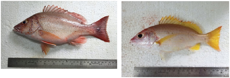 ภาพ ปลา guilcheri (Lutjanus guilcheri)