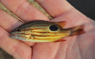 ภาพ ปลา indicus (Lutjanus indicus)