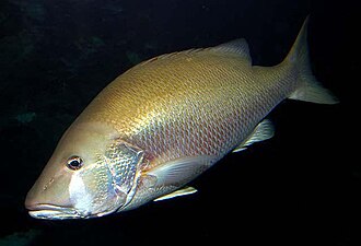 ภาพ ปลา jocu (Lutjanus jocu)