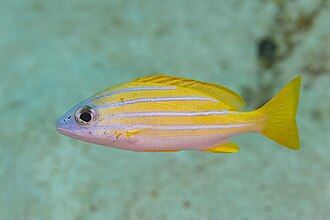 ภาพ ปลา kasmira (Lutjanus kasmira)