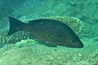 ภาพ ปลา lemniscatus (Lutjanus lemniscatus)