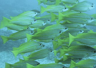 ภาพ ปลา lutjanus (Lutjanus lutjanus)