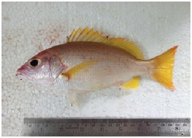 ภาพ ปลา madras (Lutjanus madras)