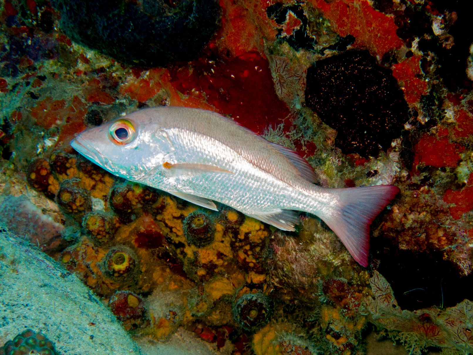 ภาพ ปลา mahogoni (Lutjanus mahogoni)