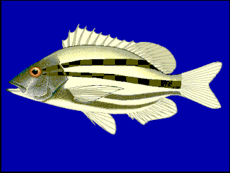ภาพ ปลา maxweberi (Lutjanus maxweberi)