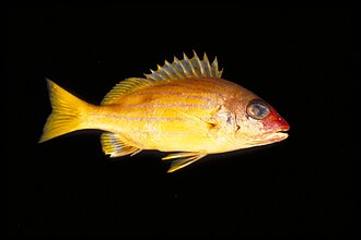 ภาพ ปลา notatus (Lutjanus notatus)