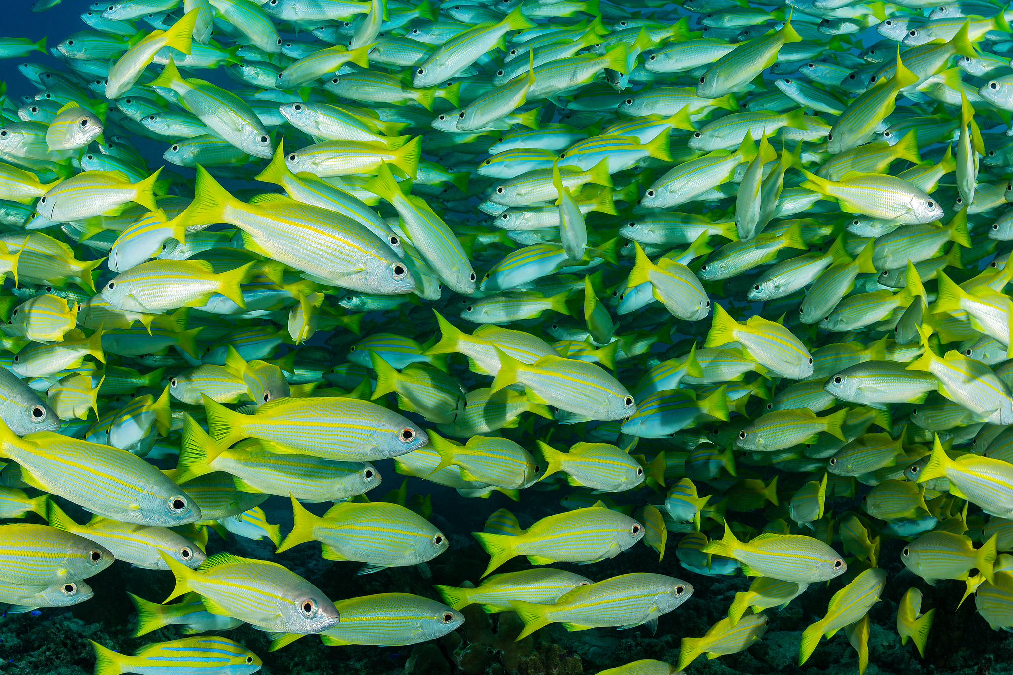 ภาพ ปลา octolineatus (Lutjanus octolineatus)