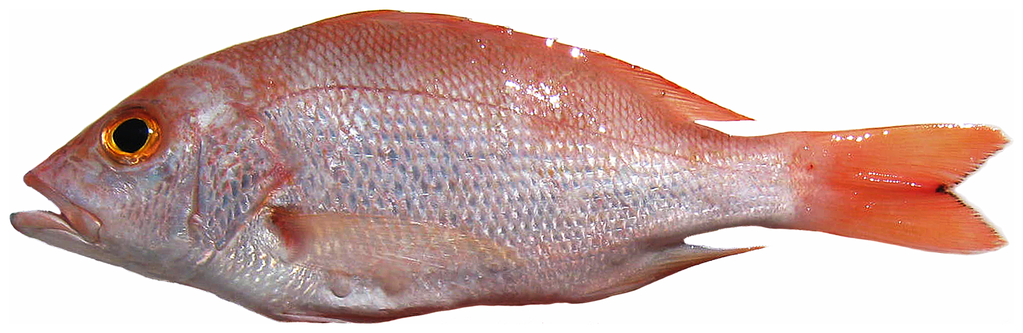 ภาพ ปลา purpureus (Lutjanus purpureus)