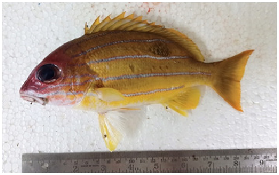 ภาพ ปลา quinquelineatus (Lutjanus quinquelineatus)
