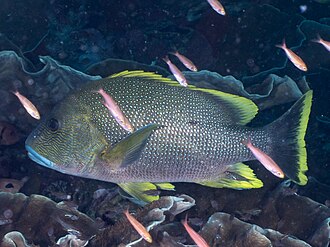 ภาพ ปลา rivulatus (Lutjanus rivulatus)