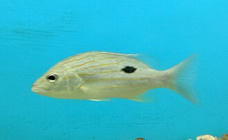 ภาพ ปลา russellii (Lutjanus russellii)