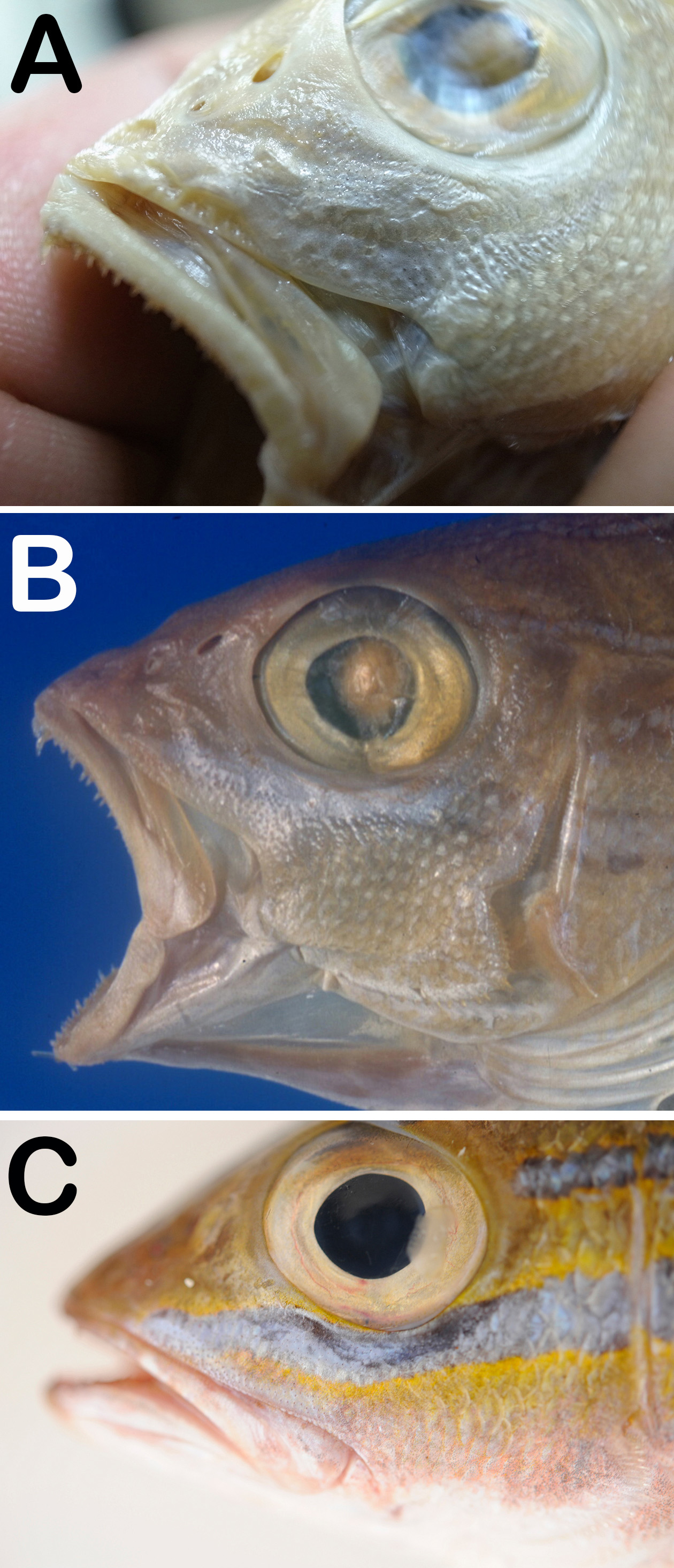 ภาพ ปลา sapphirolineatus (Lutjanus sapphirolineatus)