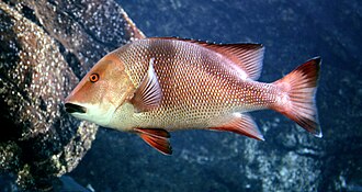ภาพ ปลา sebae (Lutjanus sebae)