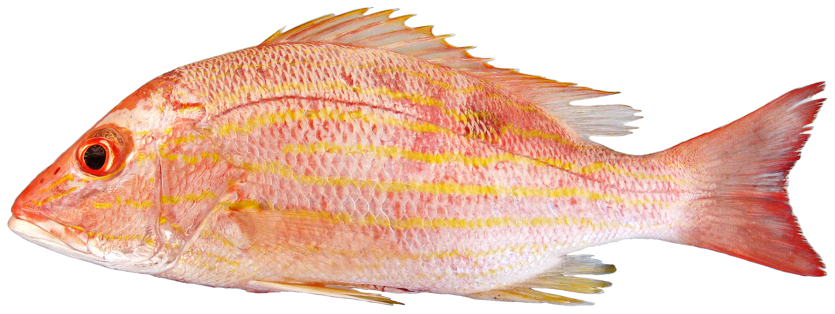 ภาพ ปลา synagris (Lutjanus synagris)